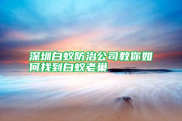 深圳白蚁防治公司教你如何找到白蚁老巢