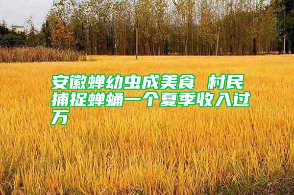 安徽蝉幼虫成美食 村民捕捉蝉蛹一个夏季收入过万