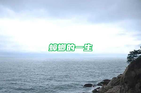 蟑螂的一生