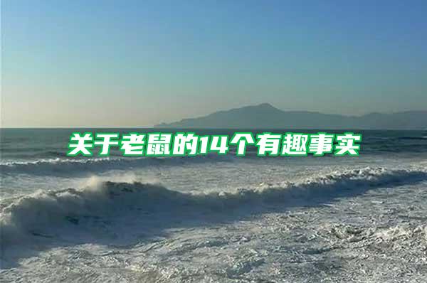 关于老鼠的14个有趣事实