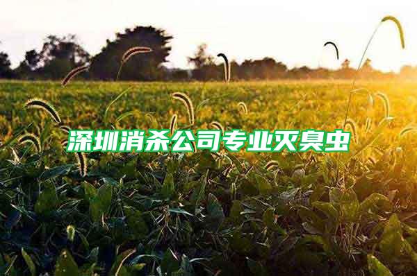 深圳消杀公司专业灭臭虫