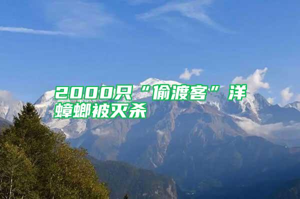 2000只“偷渡客”洋蟑螂被灭杀