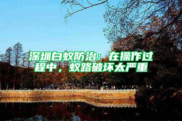 深圳白蚁防治：在操作过程中，蚁路破坏太严重