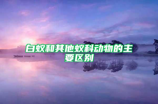 白蚁和其他蚁科动物的主要区别