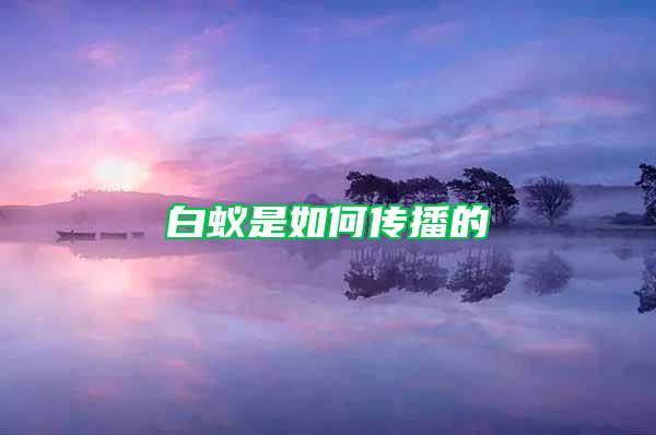 白蚁是如何传播的