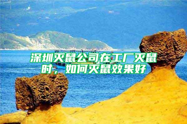 深圳灭鼠公司在工厂灭鼠时，如何灭鼠效果好