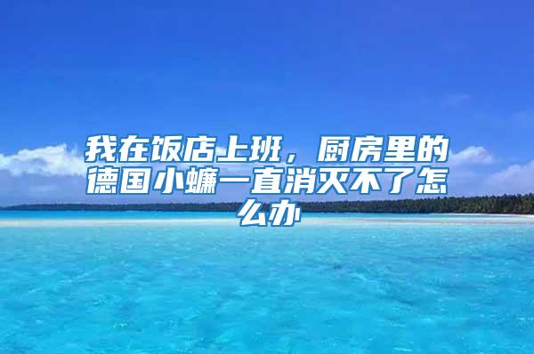 我在饭店上班，厨房里的德国小蠊一直消灭不了怎么办