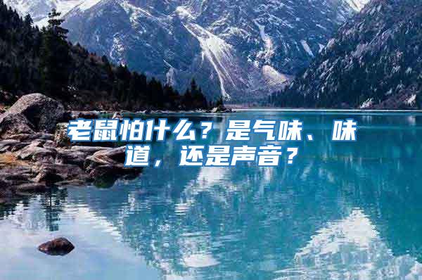 老鼠怕什么？是气味、味道，还是声音？