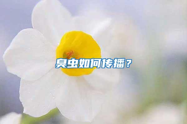 臭虫如何传播？