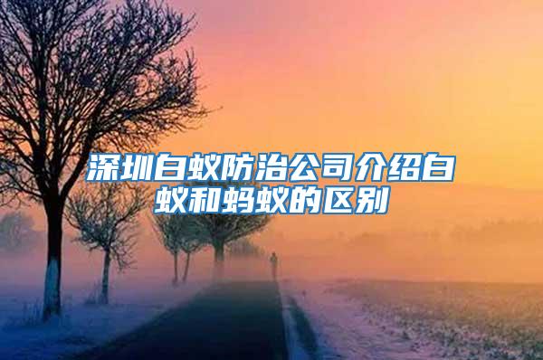 深圳白蚁防治公司介绍白蚁和蚂蚁的区别