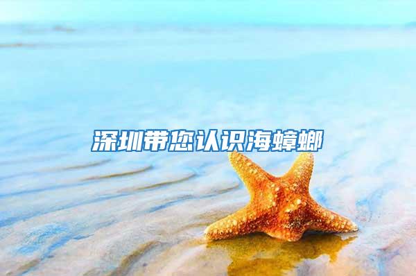 深圳带您认识海蟑螂