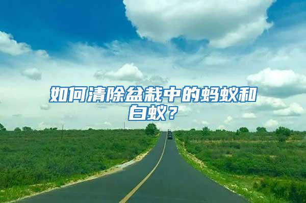 如何清除盆栽中的蚂蚁和白蚁？