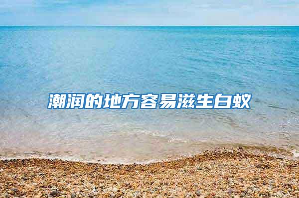 潮润的地方容易滋生白蚁