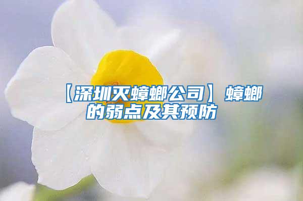 【深圳灭蟑螂公司】蟑螂的弱点及其预防