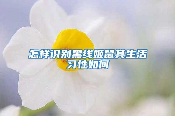 怎样识别黑线姬鼠其生活习性如何