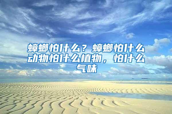 蟑螂怕什么？蟑螂怕什么动物怕什么植物，怕什么气味