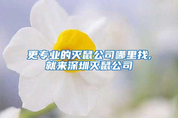 更专业的灭鼠公司哪里找,就来深圳灭鼠公司