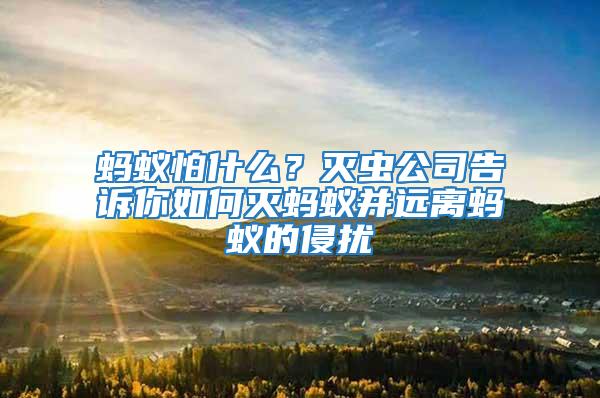 蚂蚁怕什么？灭虫公司告诉你如何灭蚂蚁并远离蚂蚁的侵扰