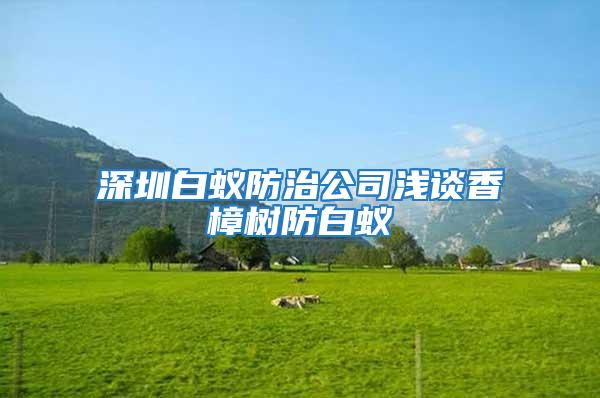 深圳白蚁防治公司浅谈香樟树防白蚁