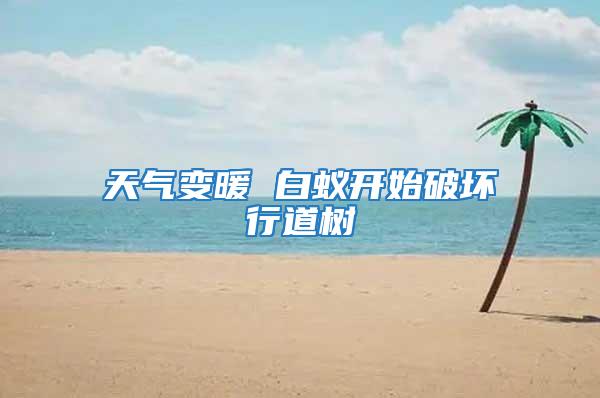 天气变暖 白蚁开始破坏行道树