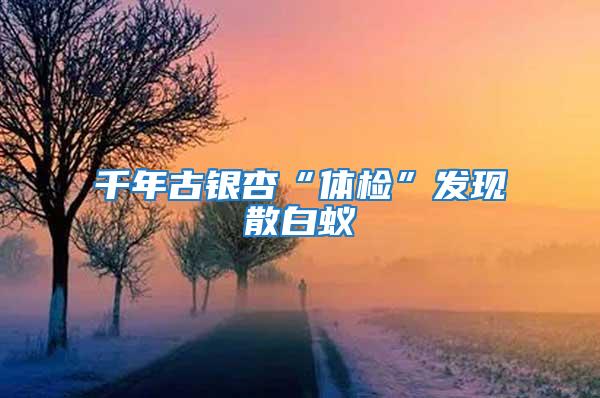 千年古银杏“体检”发现散白蚁