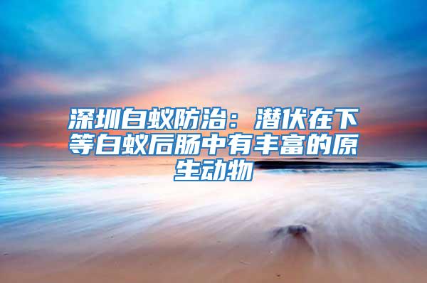 深圳白蚁防治：潜伏在下等白蚁后肠中有丰富的原生动物