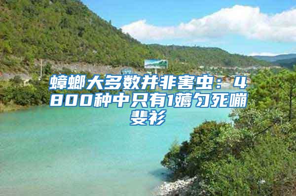 蟑螂大多数并非害虫：4800种中只有1薅匀死嘣斐衫