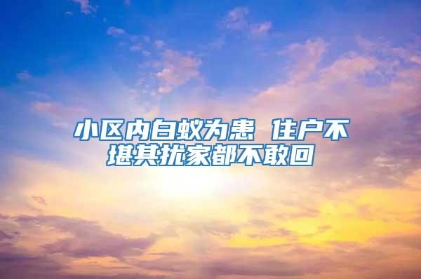 小区内白蚁为患 住户不堪其扰家都不敢回