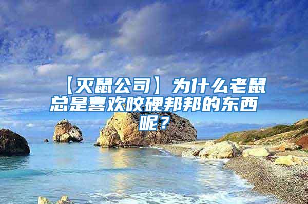 【灭鼠公司】为什么老鼠总是喜欢咬硬邦邦的东西呢？