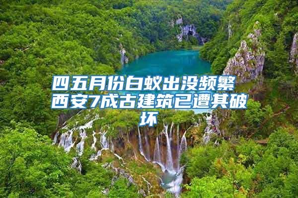 四五月份白蚁出没频繁 西安7成古建筑已遭其破坏