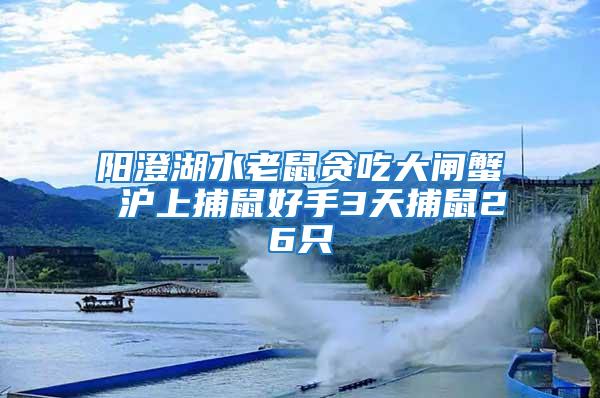 阳澄湖水老鼠贪吃大闸蟹 沪上捕鼠好手3天捕鼠26只