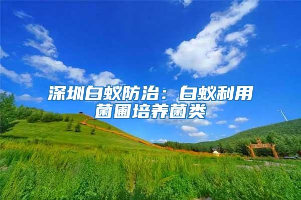 深圳白蚁防治：白蚁利用菌圃培养菌类