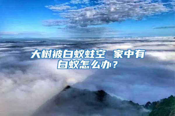 大树被白蚁蛀空 家中有白蚁怎么办？