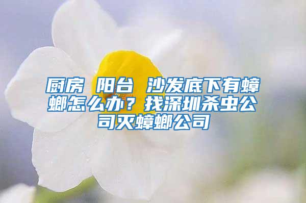 厨房 阳台 沙发底下有蟑螂怎么办？找深圳杀虫公司灭蟑螂公司