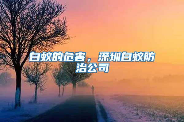 白蚁的危害，深圳白蚁防治公司