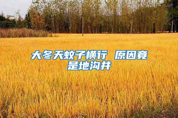 大冬天蚊子横行 原因竟是地沟井