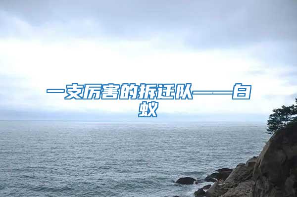 一支厉害的拆迁队——白蚁