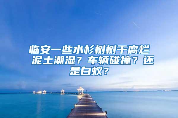 临安一些水杉树树干腐烂 泥土潮湿？车辆碰撞？还是白蚁？