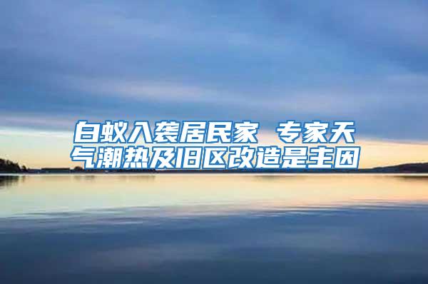 白蚁入袭居民家 专家天气潮热及旧区改造是主因