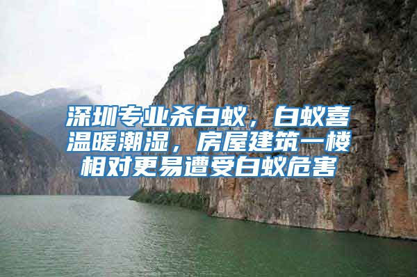 深圳专业杀白蚁，白蚁喜温暖潮湿，房屋建筑一楼相对更易遭受白蚁危害