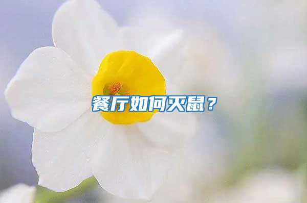 餐厅如何灭鼠？