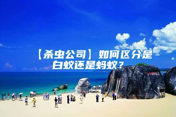 【杀虫公司】如何区分是白蚁还是蚂蚁？