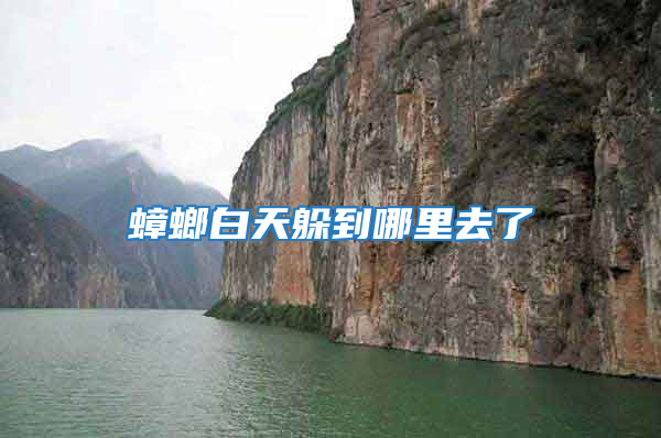 蟑螂白天躲到哪里去了