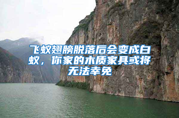 飞蚁翅膀脱落后会变成白蚁，你家的木质家具或将无法幸免