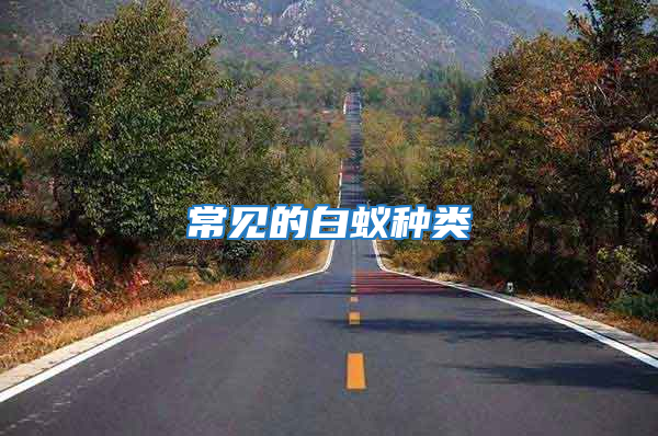 常见的白蚁种类