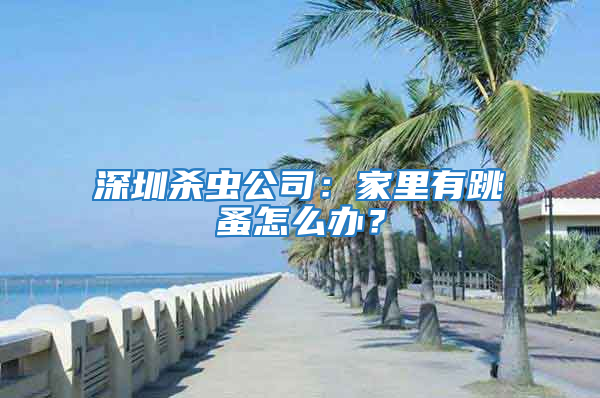 深圳杀虫公司：家里有跳蚤怎么办？