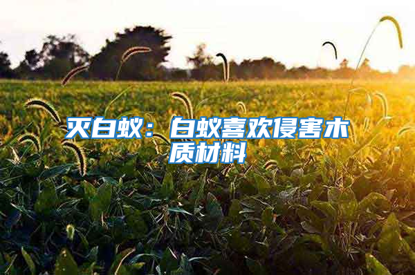 灭白蚁：白蚁喜欢侵害木质材料