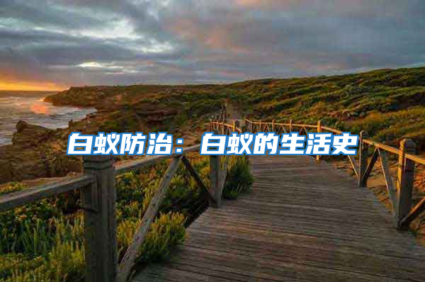 白蚁防治：白蚁的生活史