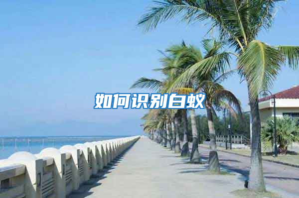 如何识别白蚁