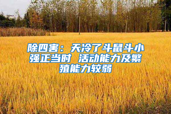 除四害：天冷了斗鼠斗小强正当时 活动能力及繁殖能力较弱
